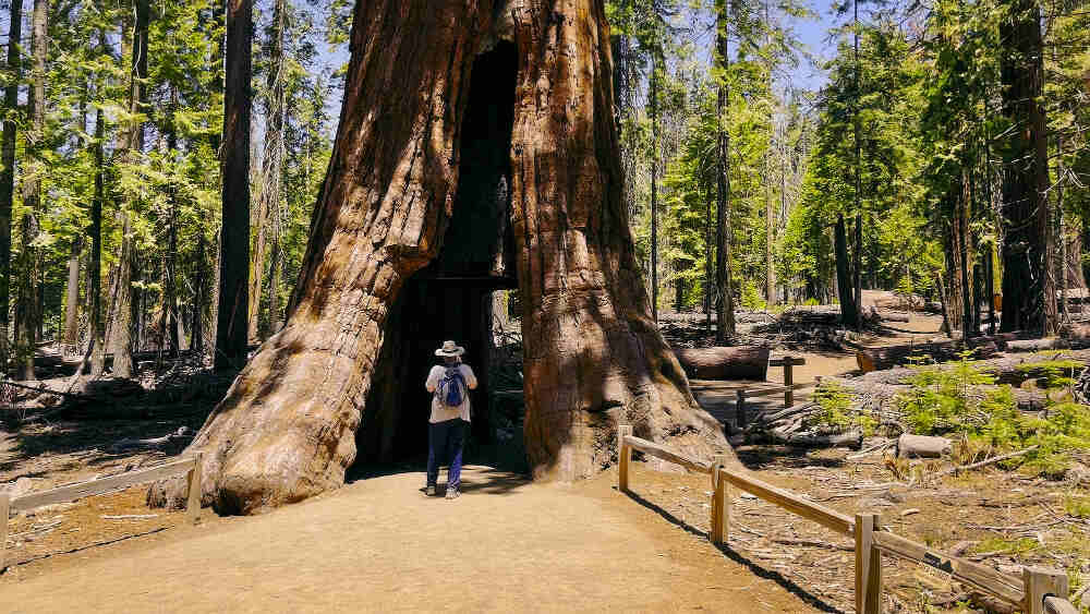 Big Basin Redwoods State Park