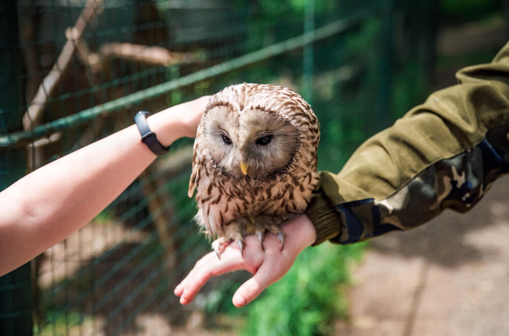 Visit the World Center for Birds of Prey