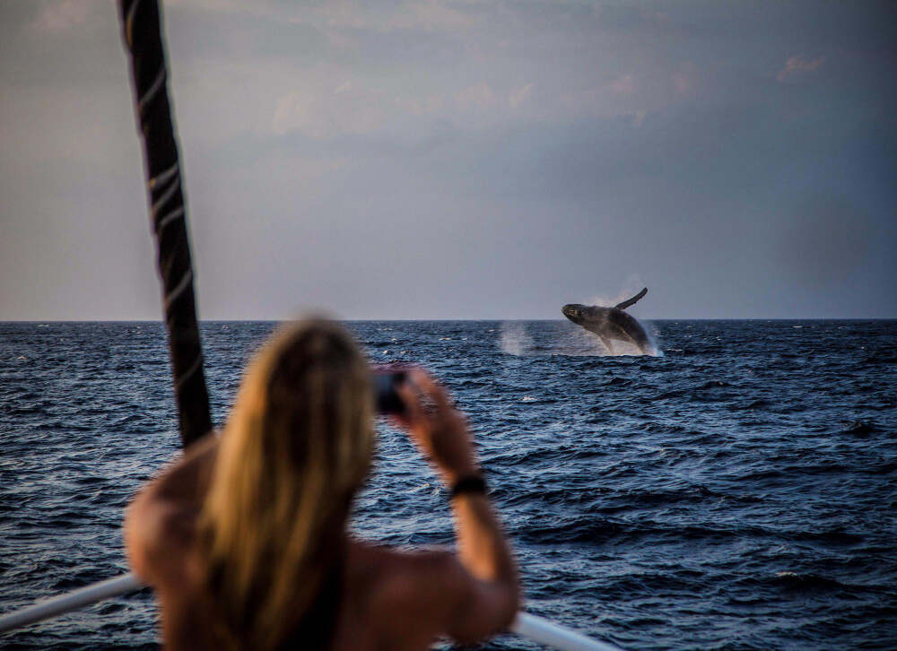 Whale watching in Kennebunkport