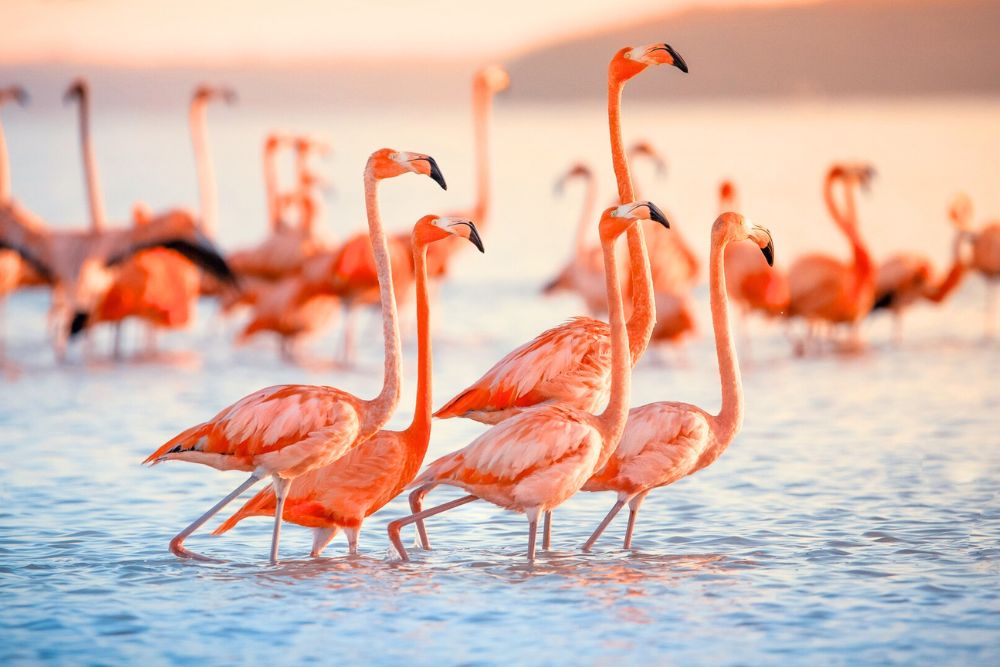 Celestún & the Pink Flamingos (Seasonal Wonder)