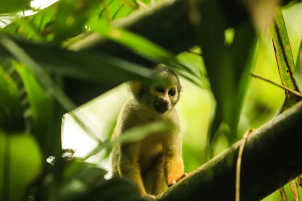 Explore Peru’s Natural Diversity