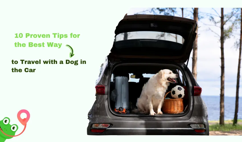 10 Proven Tips for the Best Way to Travel with a Dog in the Car