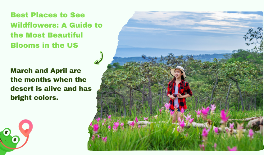 Best Places to See Wildflowers: A Guide to the Most Beautiful Blooms in the US